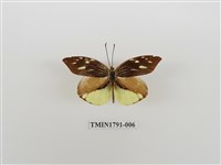 藏品(外國蝴蝶)的圖片